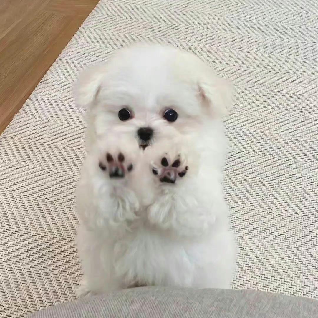 一个呆呆的翠瓜