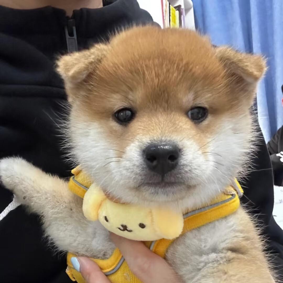 小豆柴犬宝宝（买🐶丝）