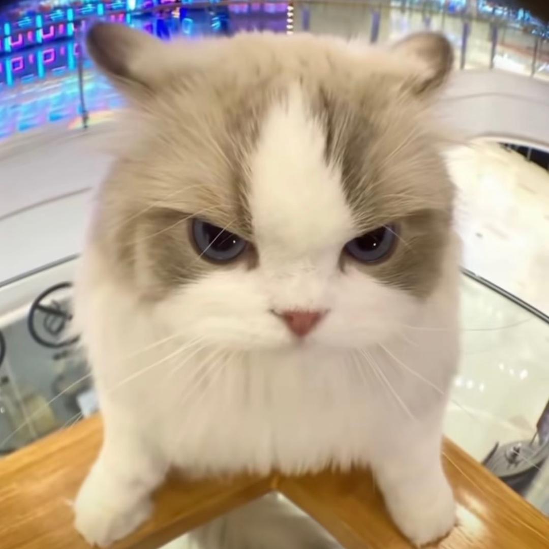 暴龙小团子