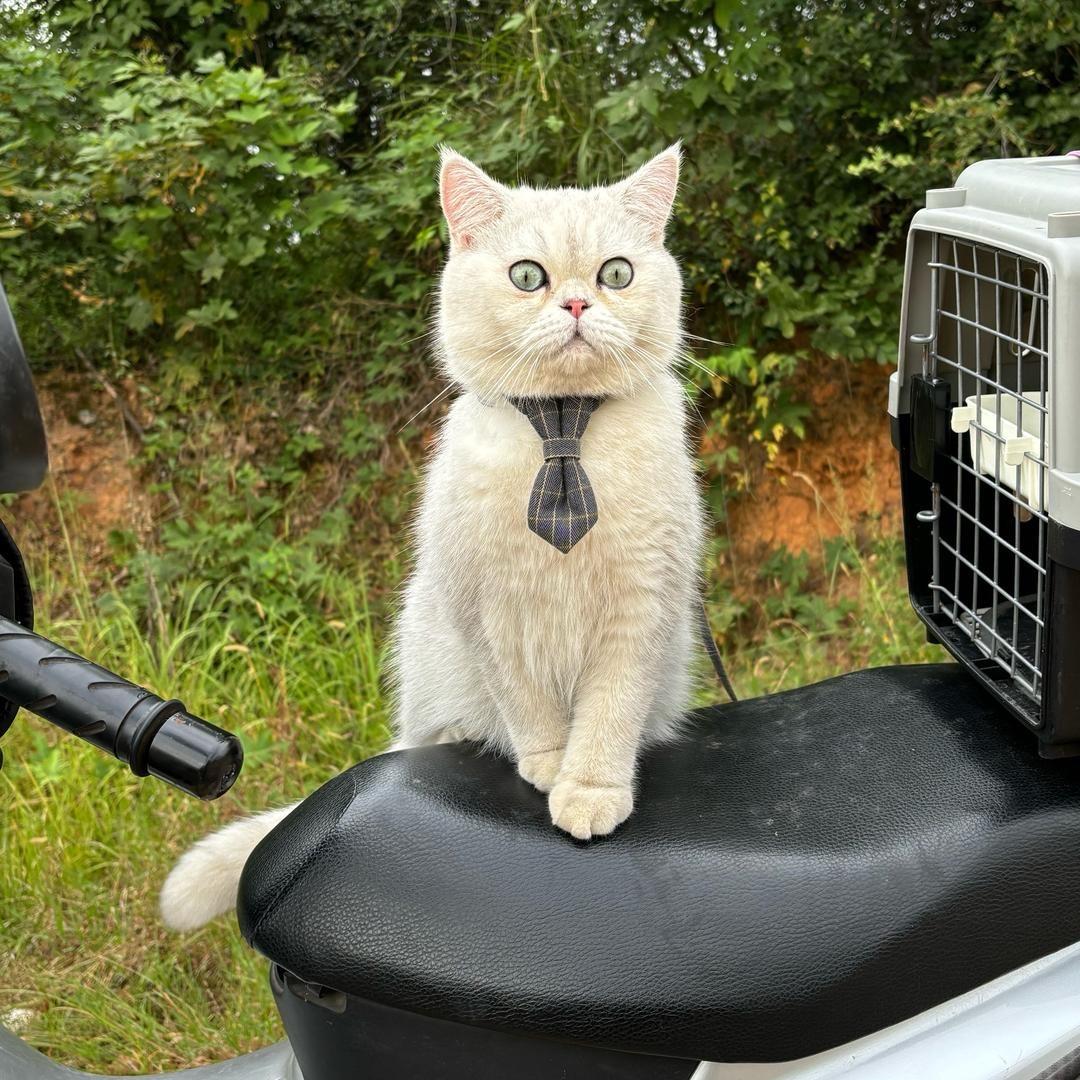 猫哥哥🐈