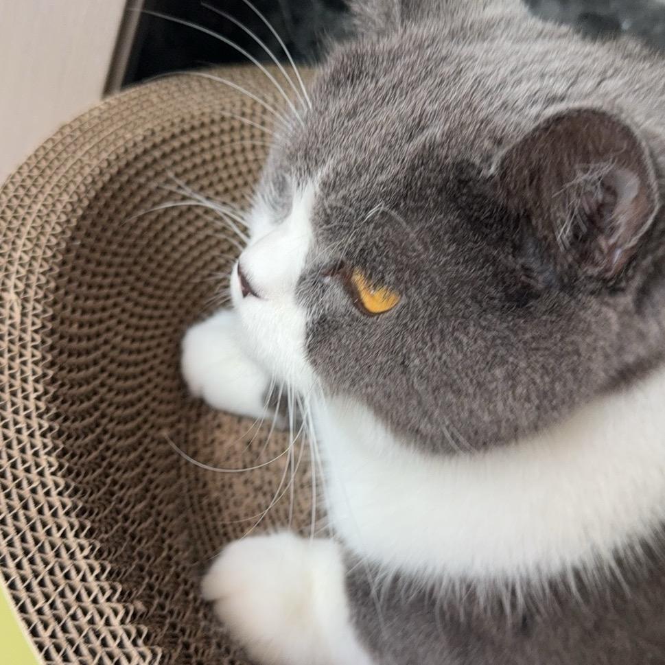 灵灵的狂热粉丝