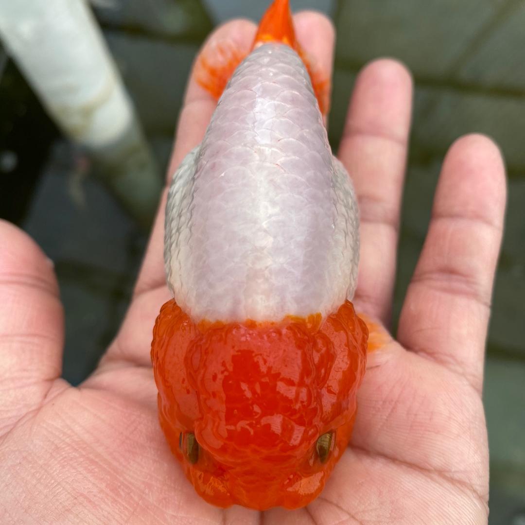 福寿（兰寿）