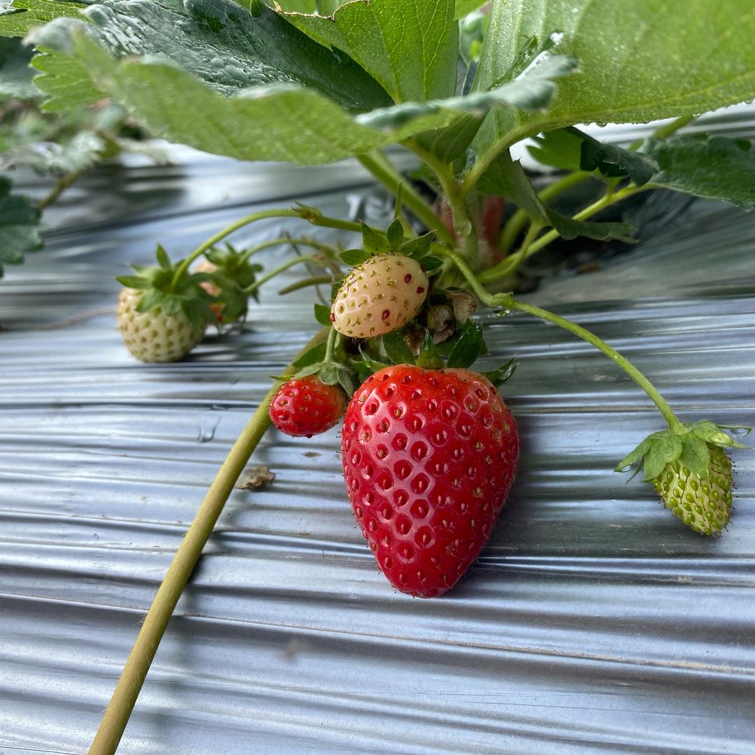 宝安小花猪草莓农场
