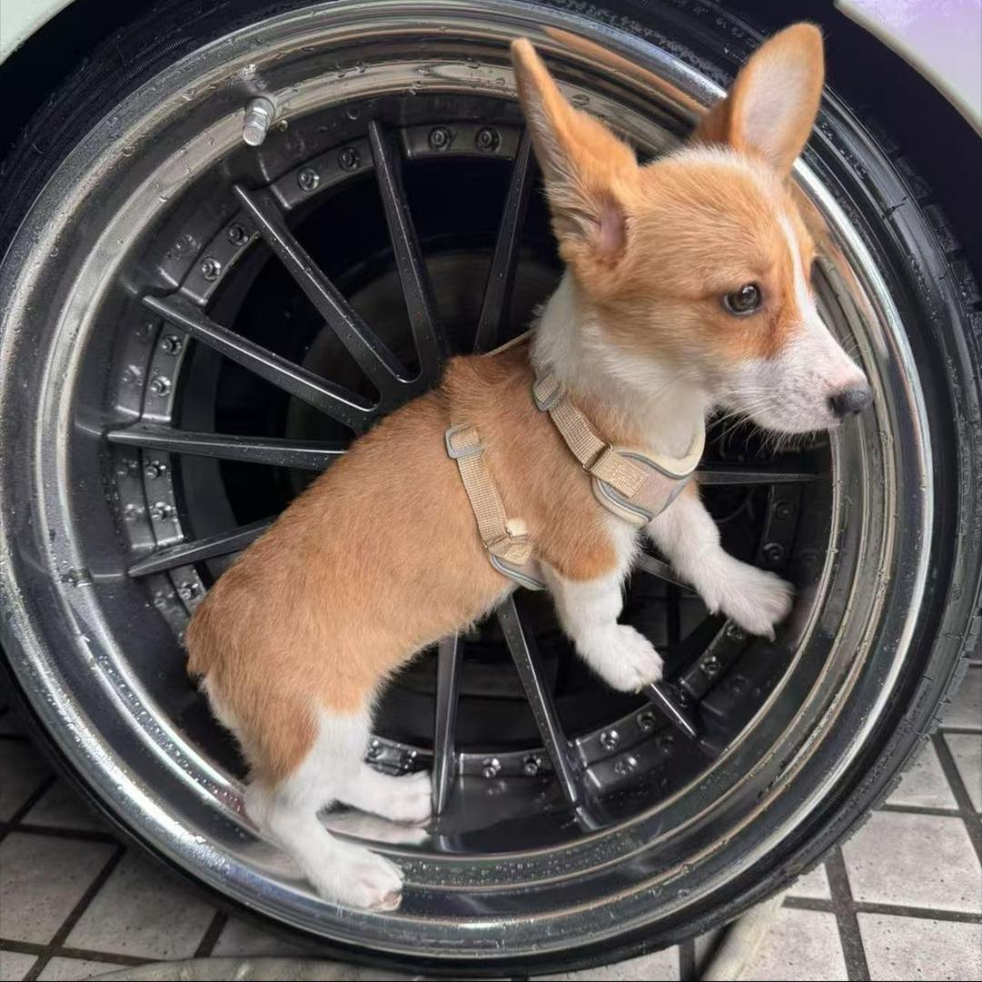 心慈手软的陈留道头像