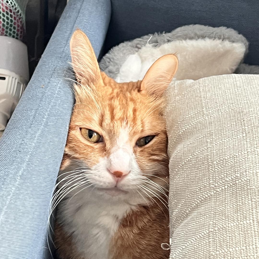 呗森口腔小小铺