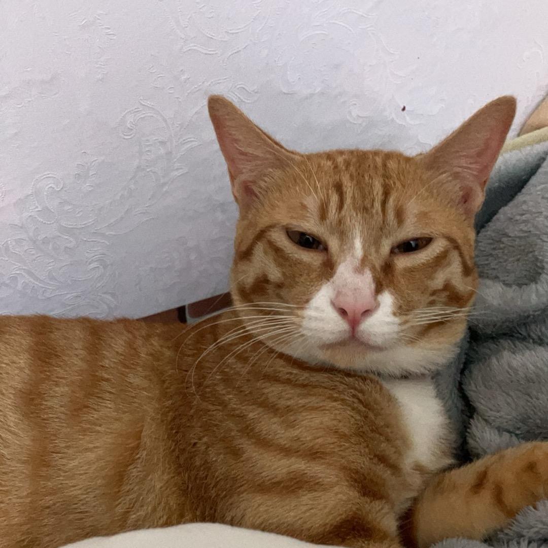 橘喵喵与他的铲屎官