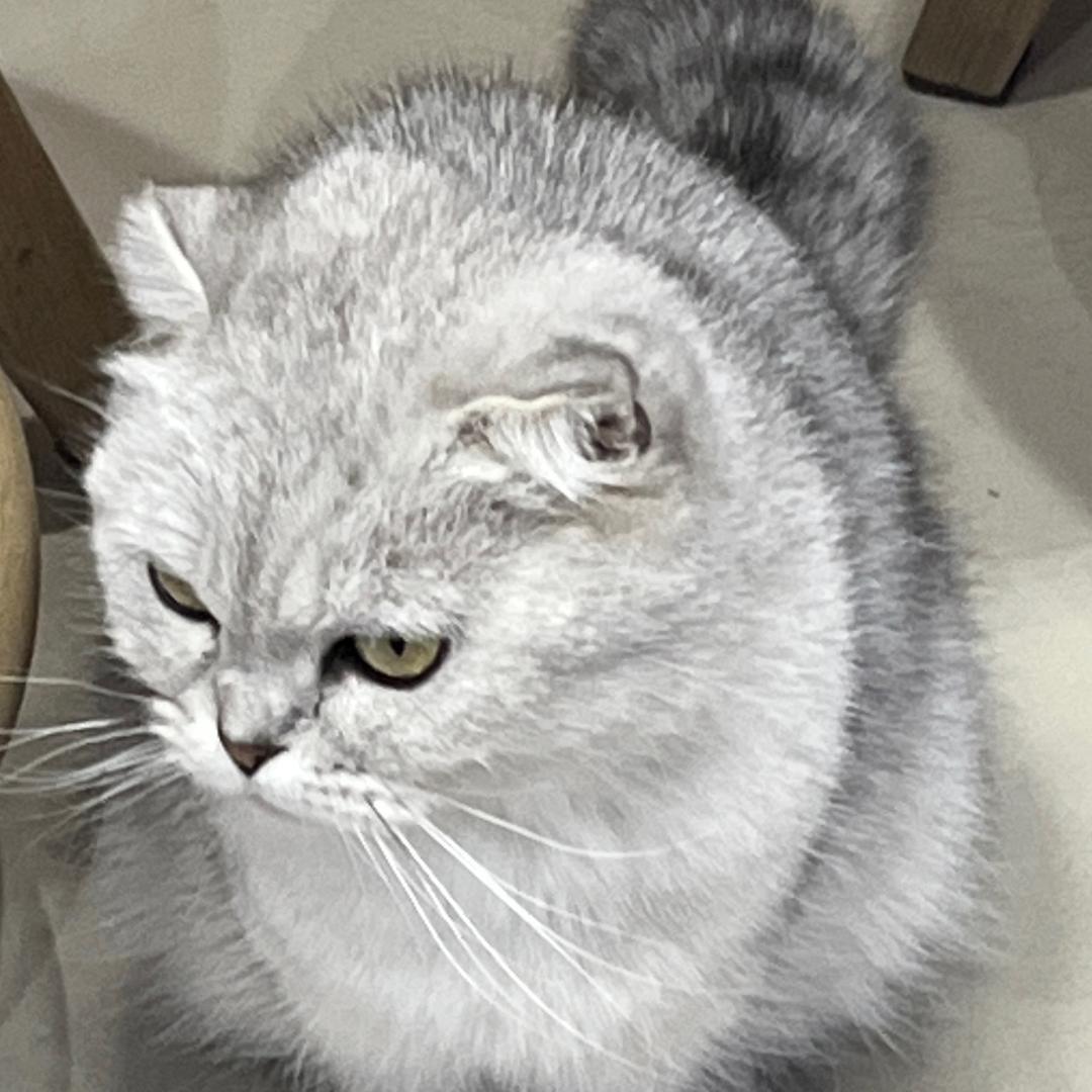 青鸢（舍一歌）