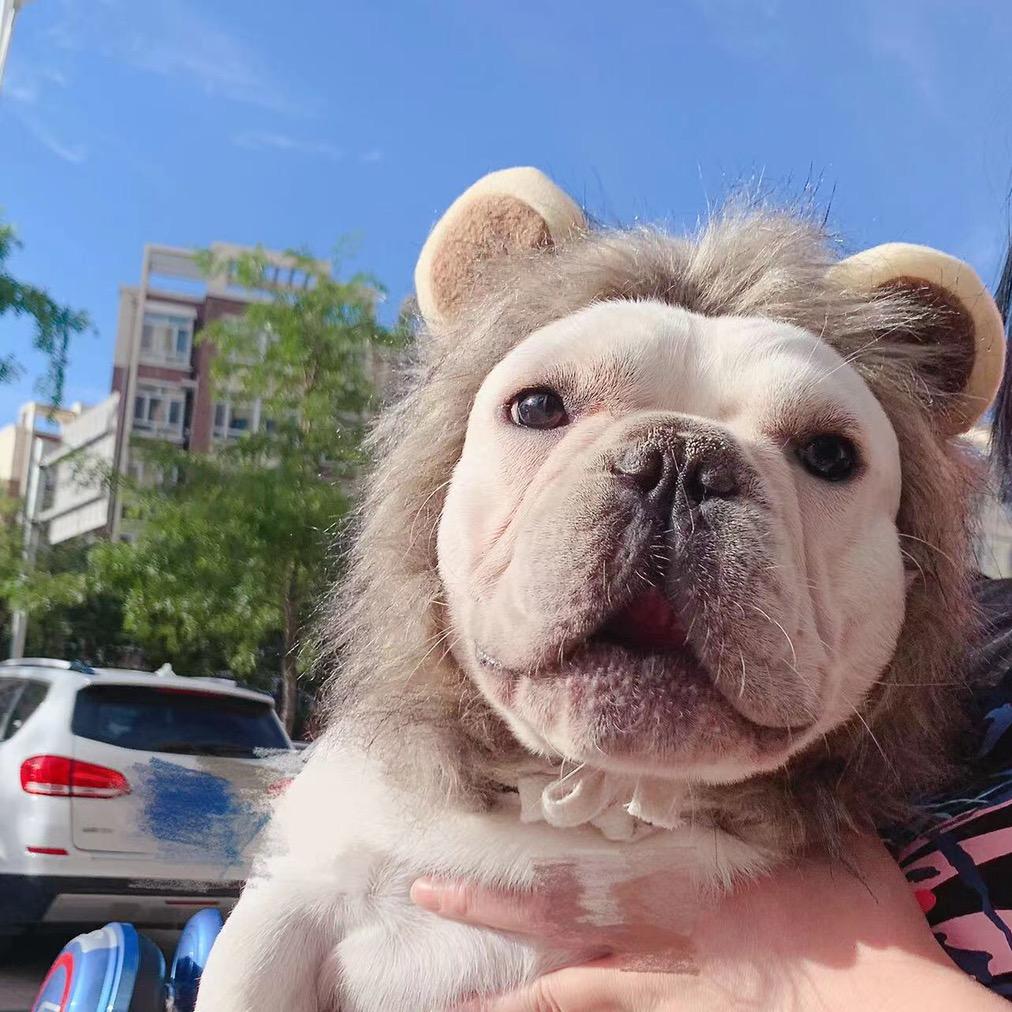 养法斗🐶的小姐姐