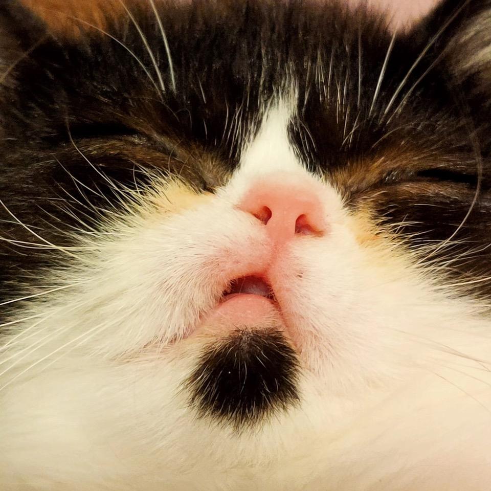 爱猫仕