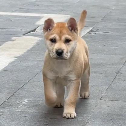 中华田园犬～小金