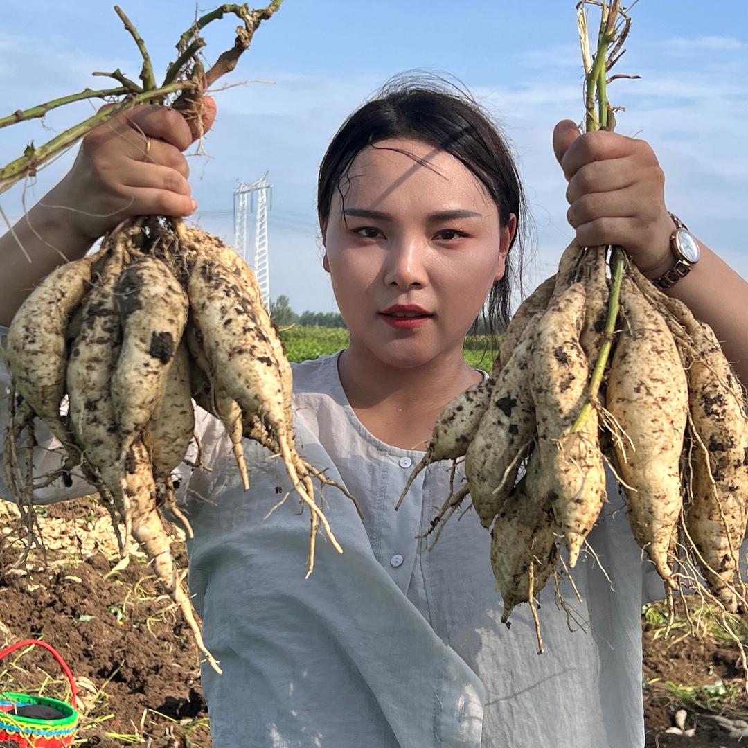 李小妹薯业红薯苗