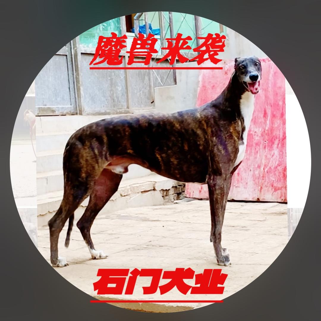 石门犬业
