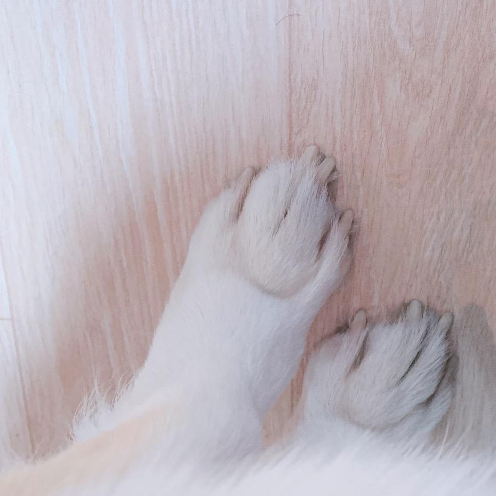 努力减肥的猪猪