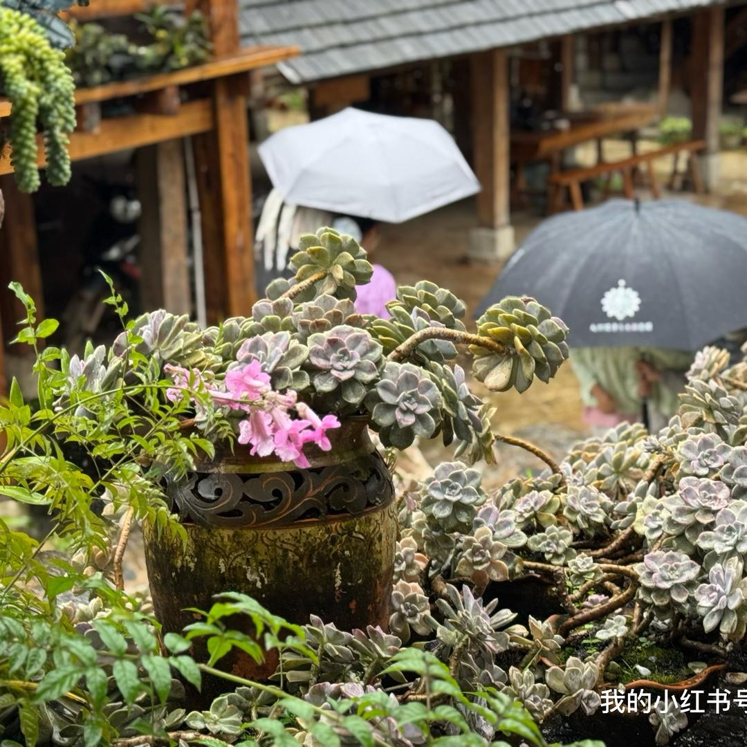 🏝️慢时光里的自由人🍃