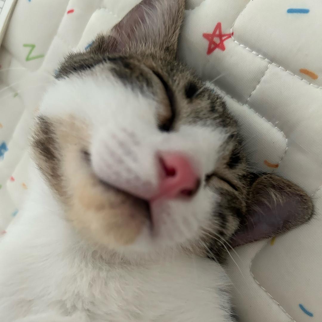 元气满满丫丫呀