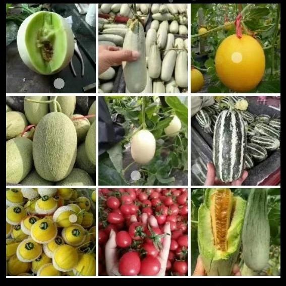 莘县禾茂昇果蔬供应链