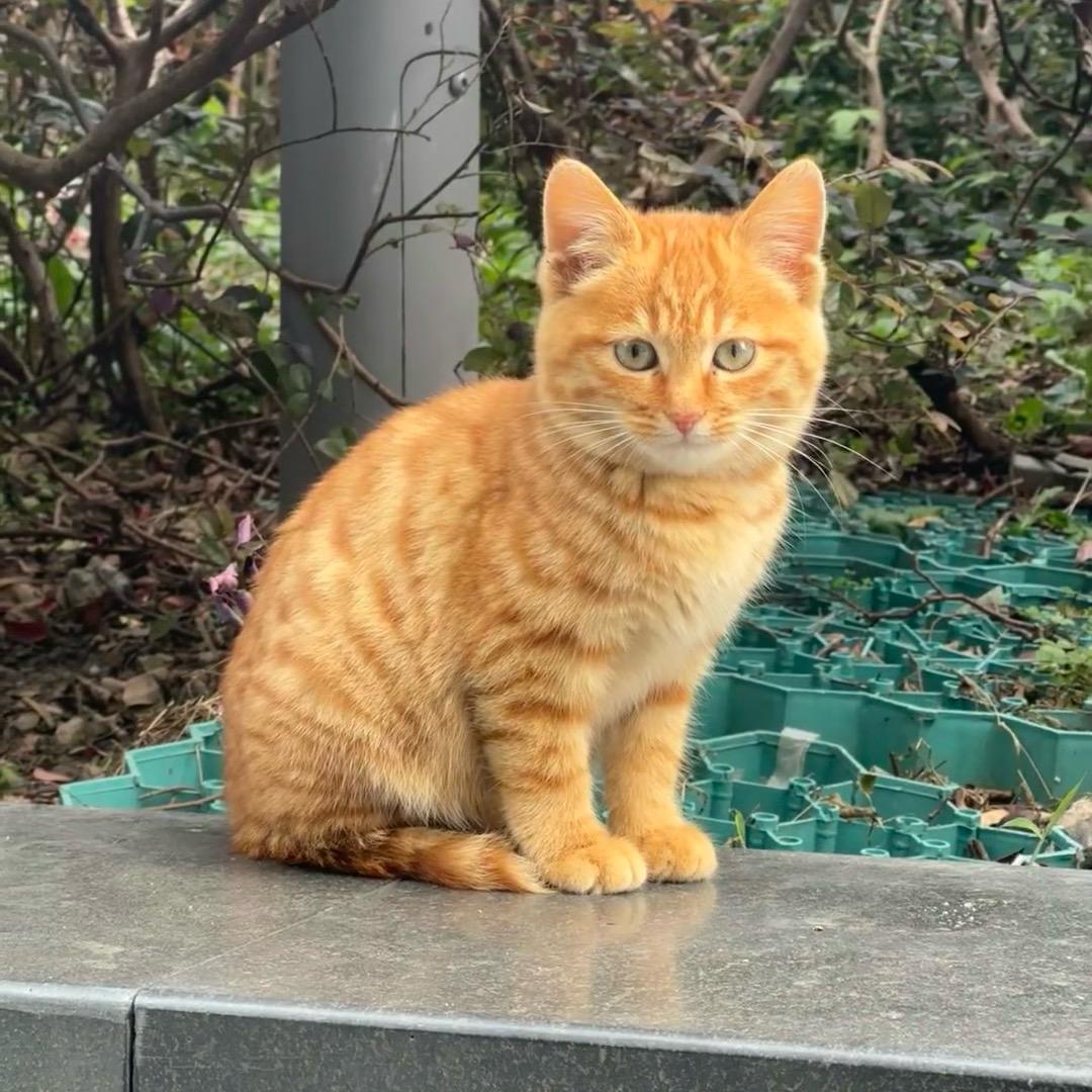 偷懒的小野猫