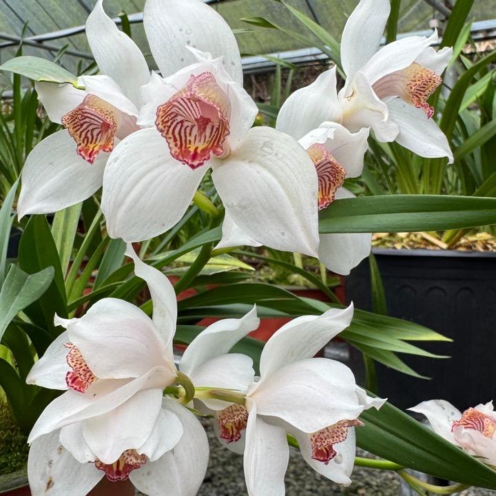 马关鑫茗种植优品小铺