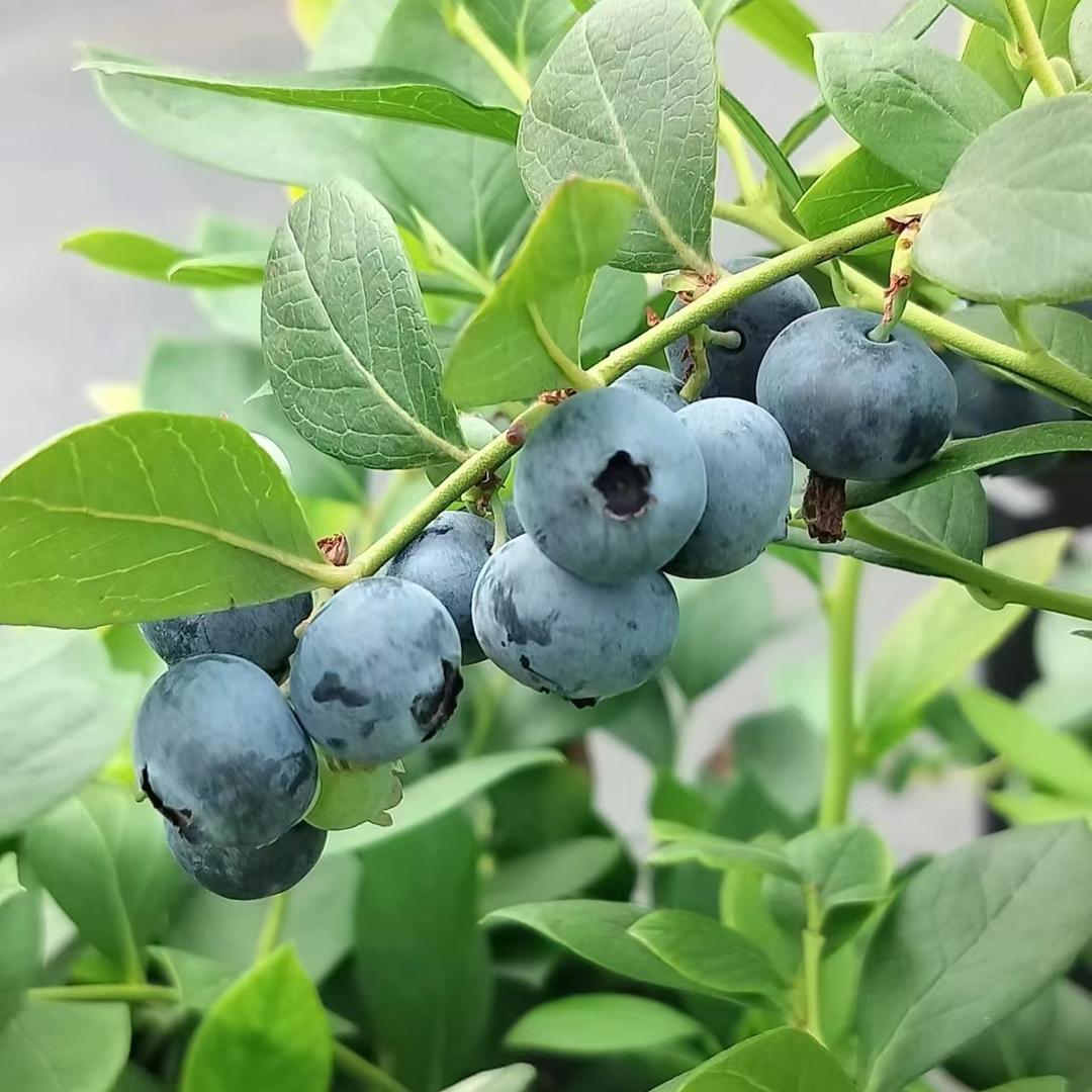 税税爱吃蓝莓