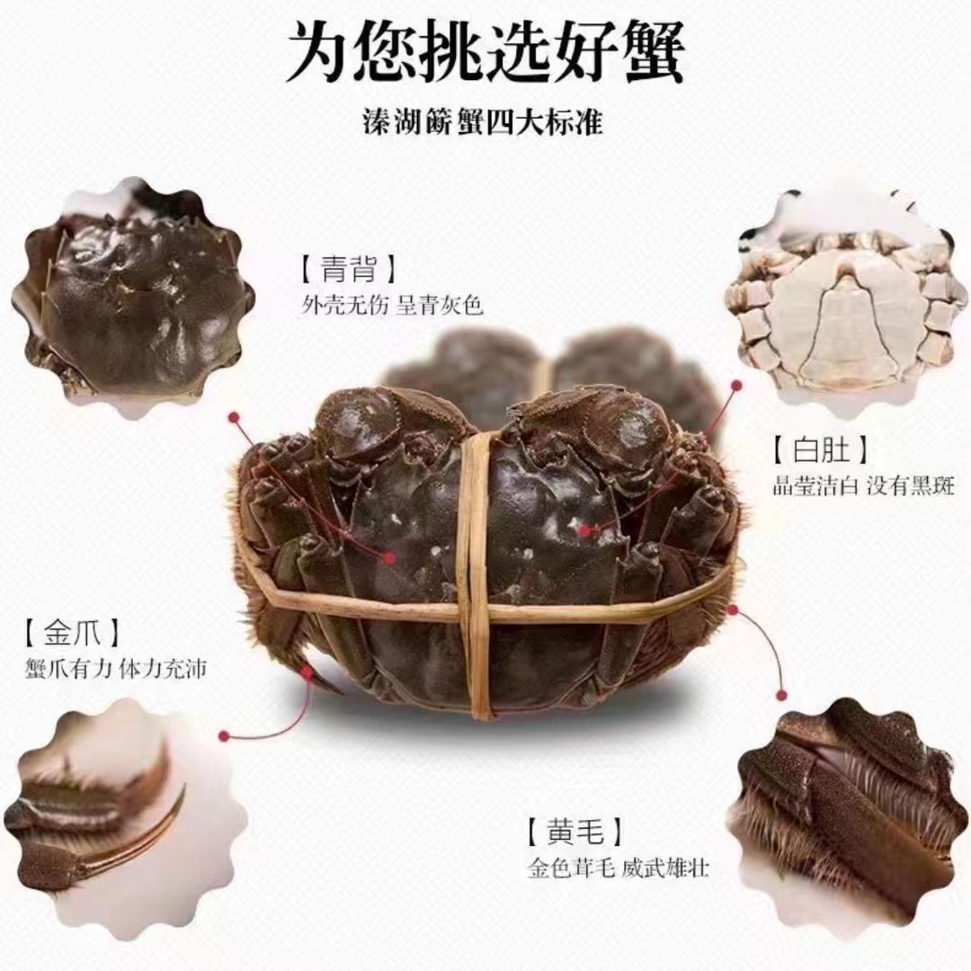 溱湖堰都大闸蟹
