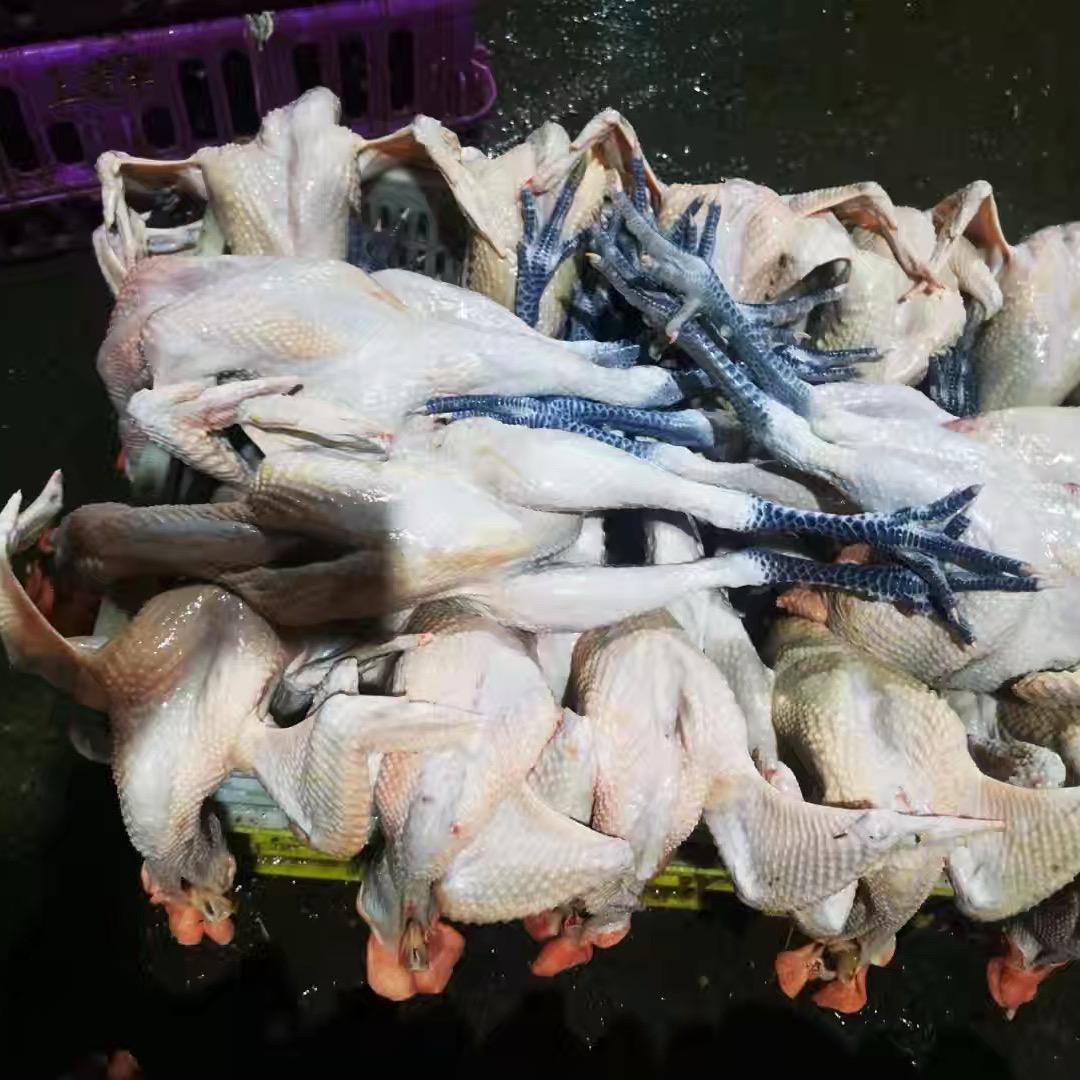 重庆白条鸡批发零售