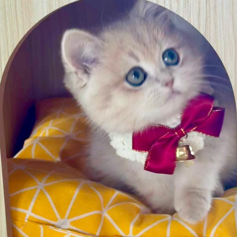 叮当猫🐱