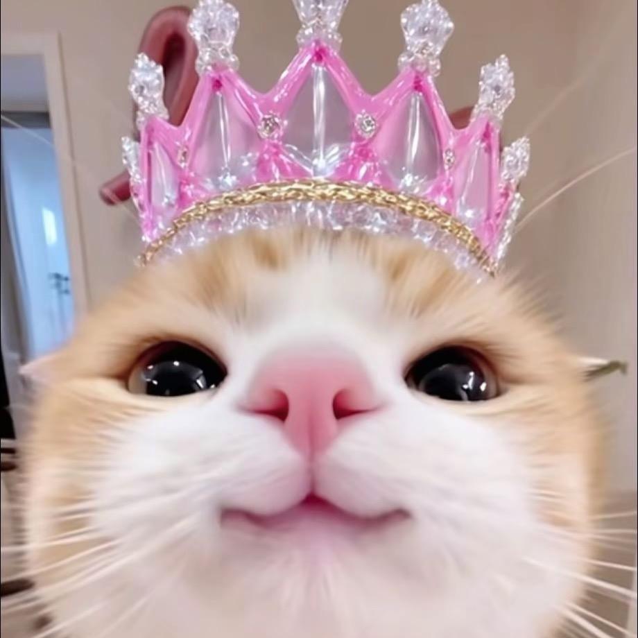 一只小聋猫