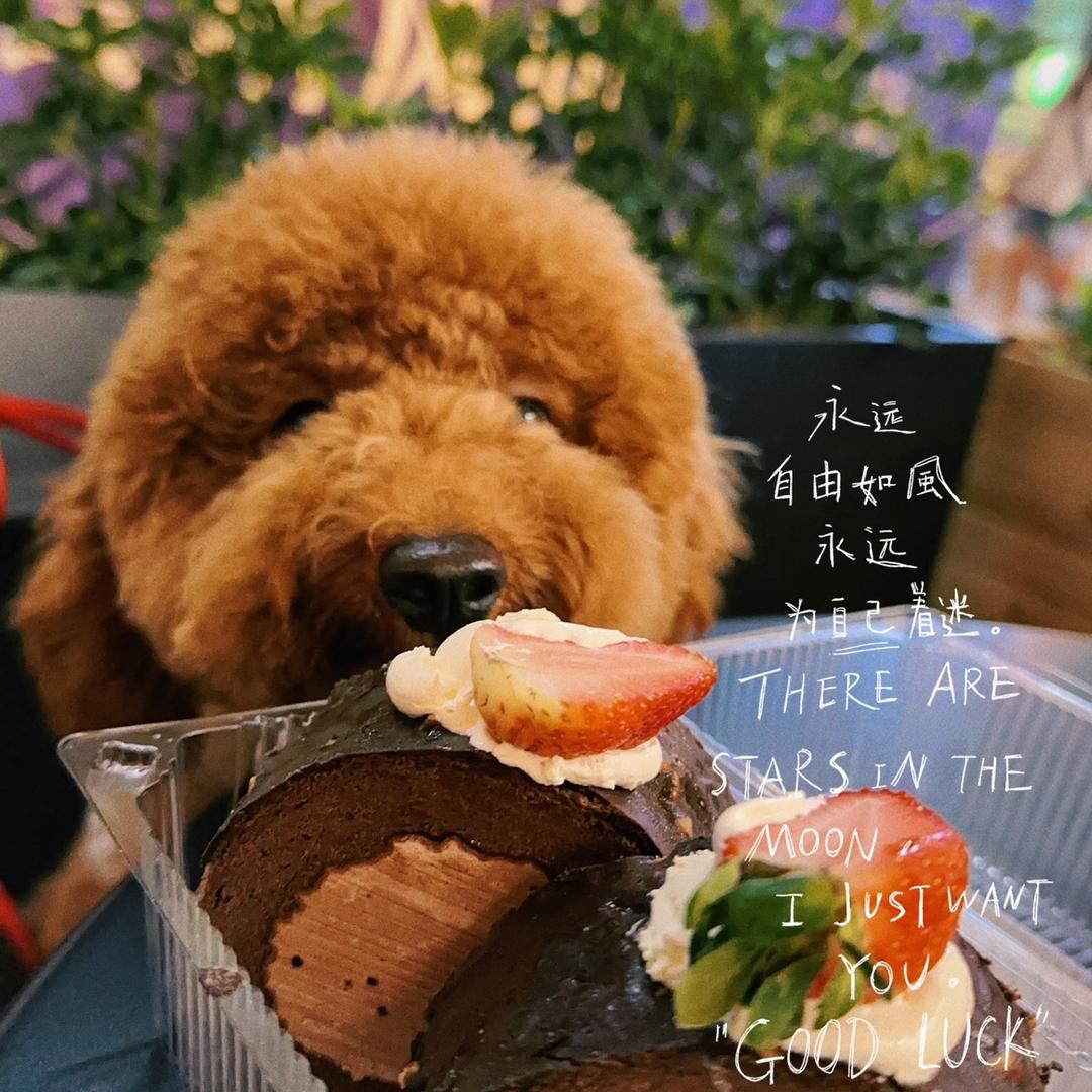 似曾相识v