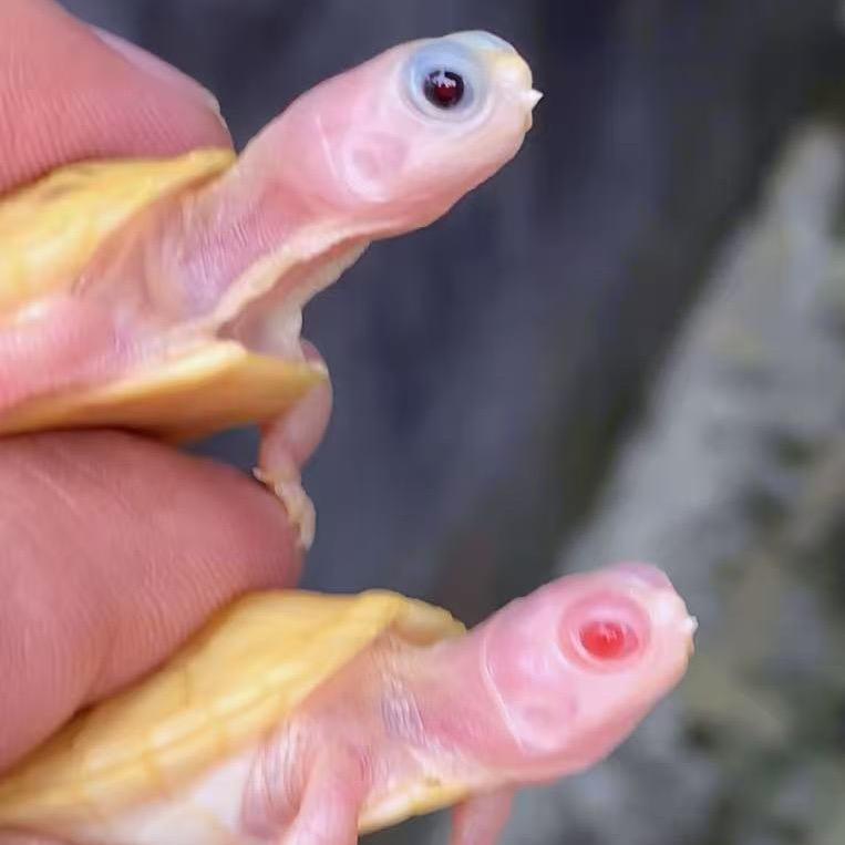小肖龟鳖
