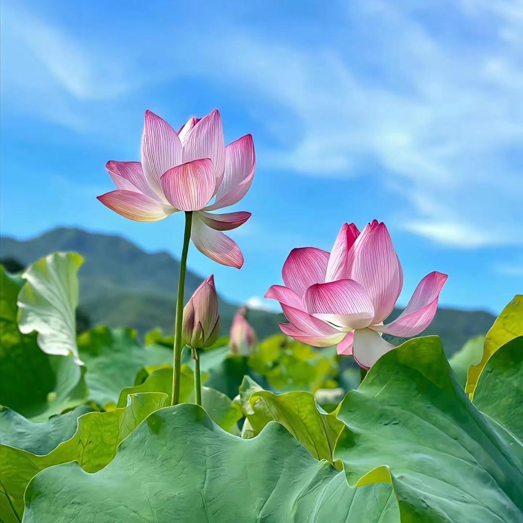 烟橙落日