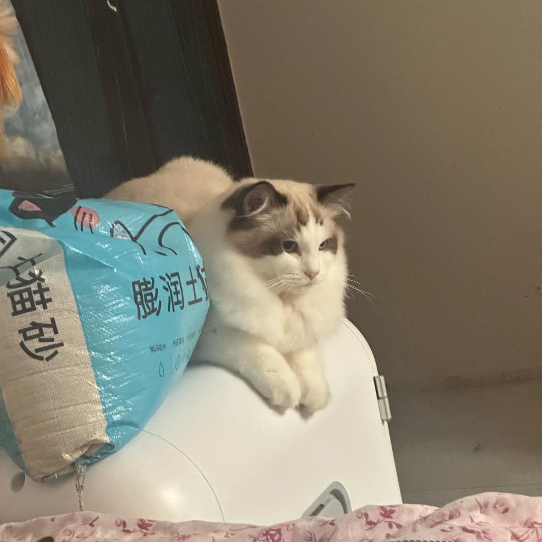 二四年春