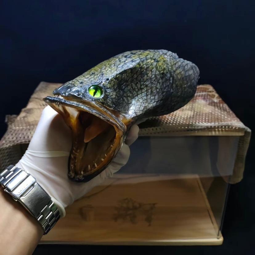 不钓鱼咳嗽🎣