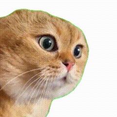 哲学meme猫