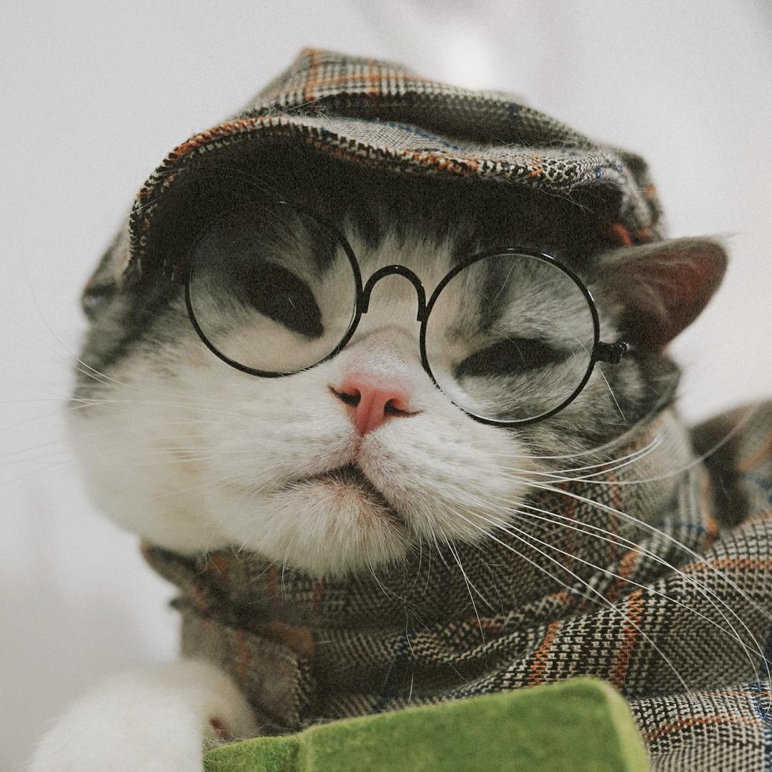 美式有猫病