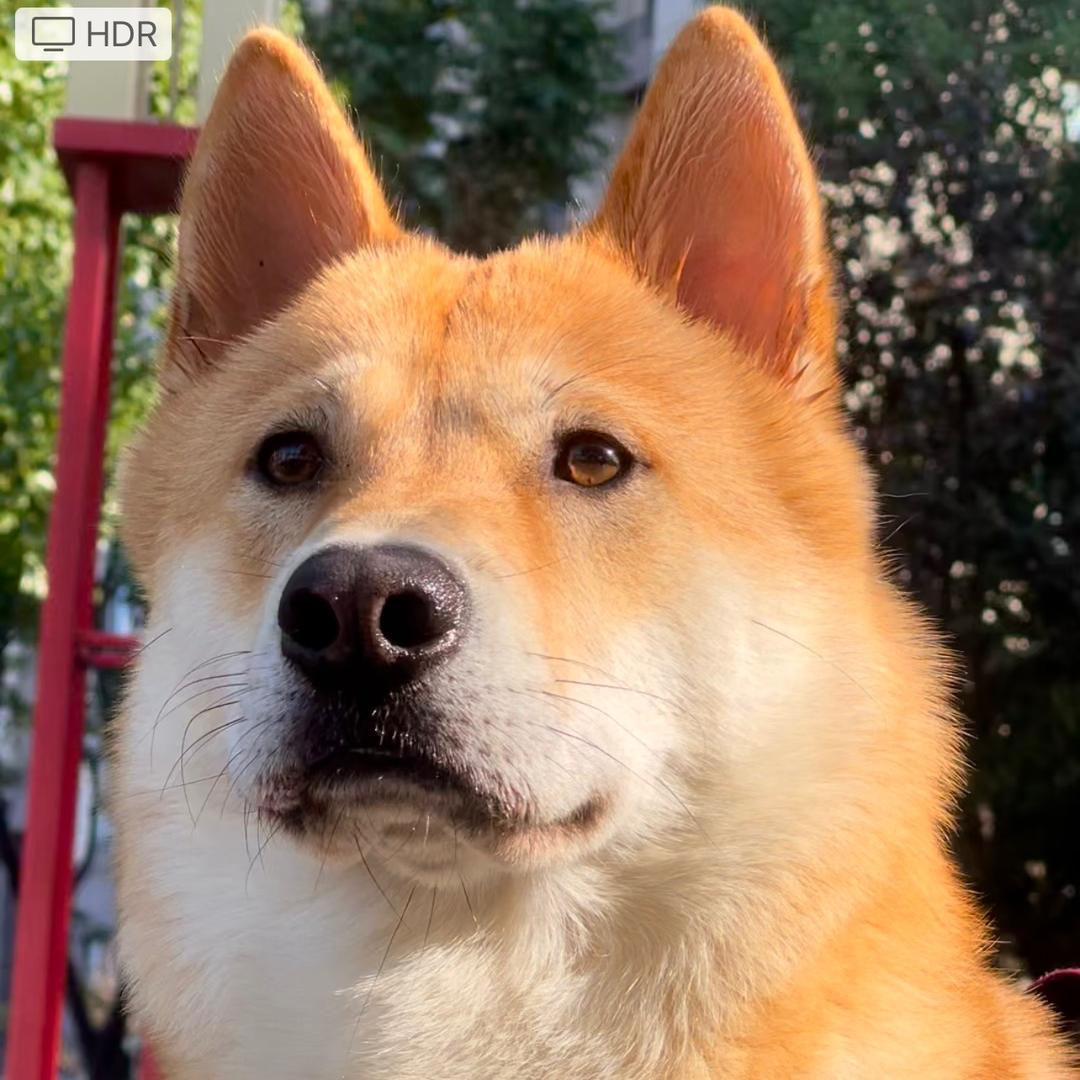 中华田园犬小福星