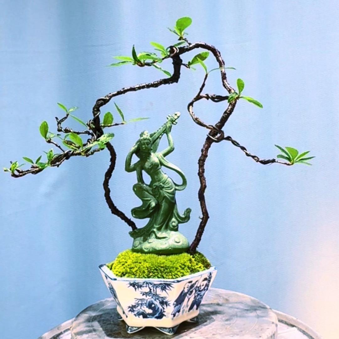 風-海岛春花 栀子花 石枫