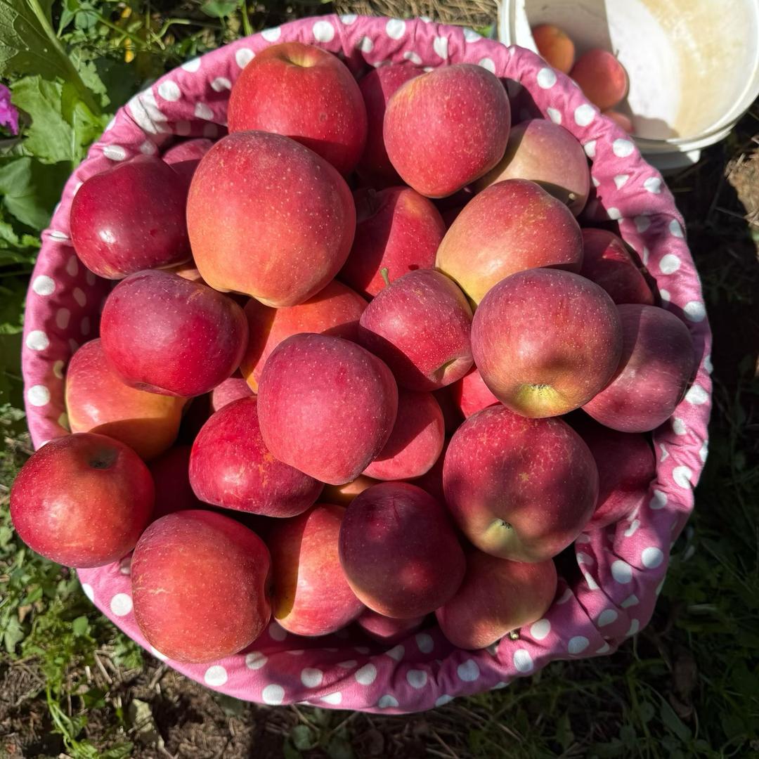 昭通丑苹果🍎