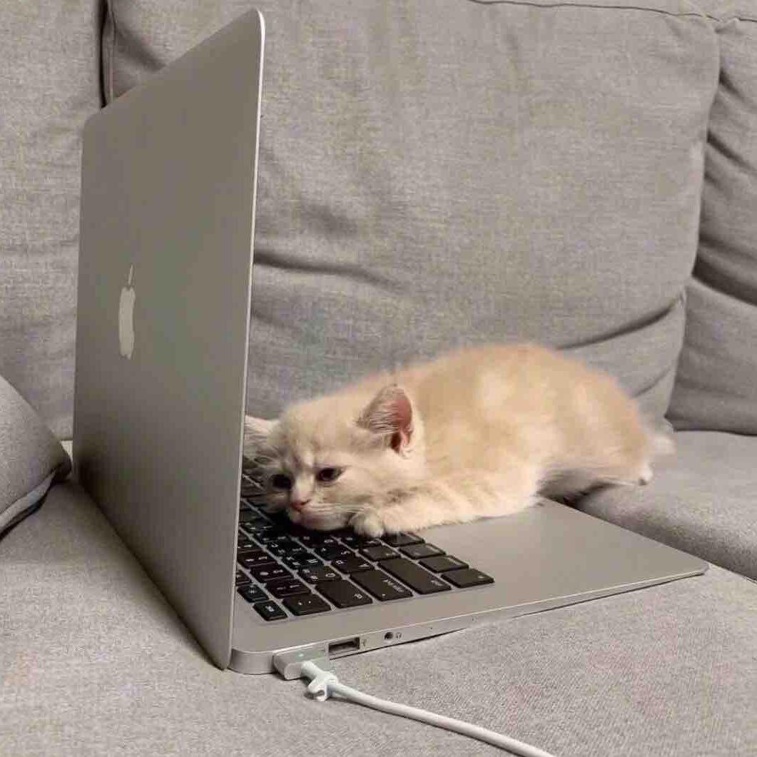蔓.🐾