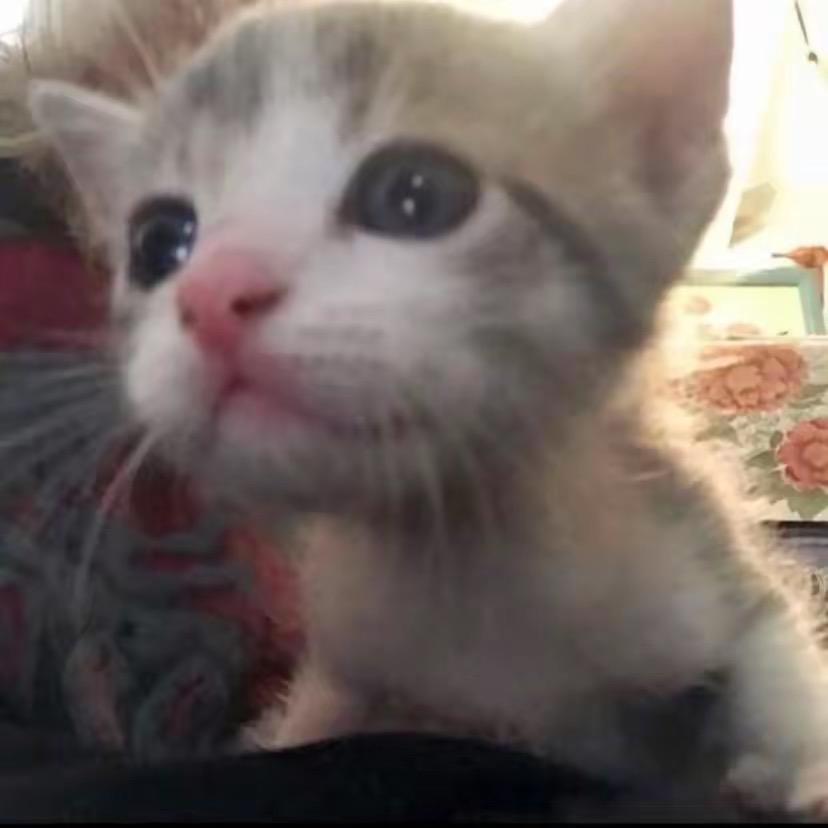 小猫日记