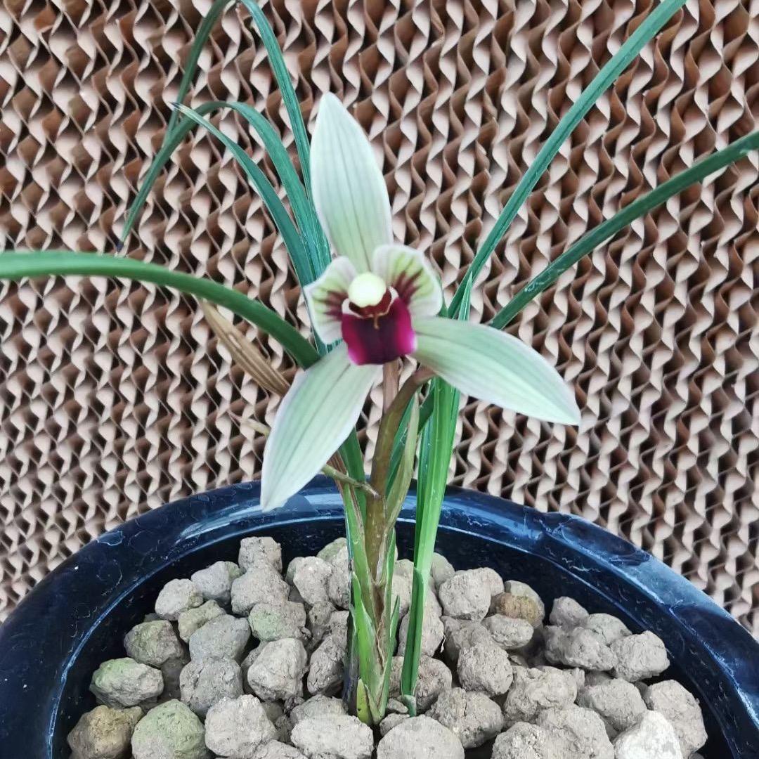 兰草缘(大毛和二毛)