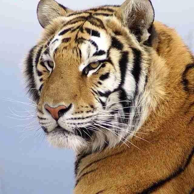 🌾虎歌🐯🎤