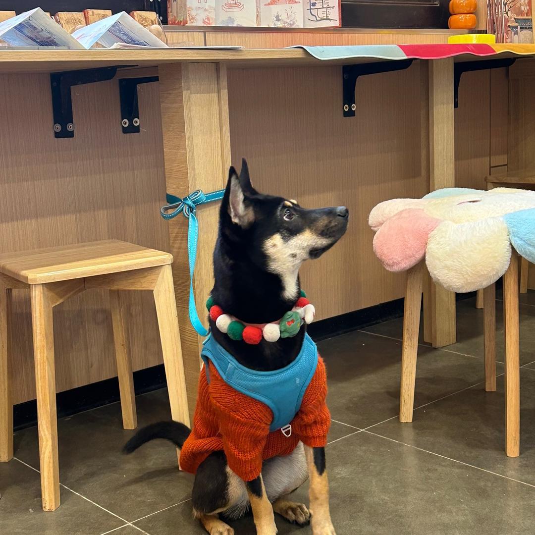 戚戚