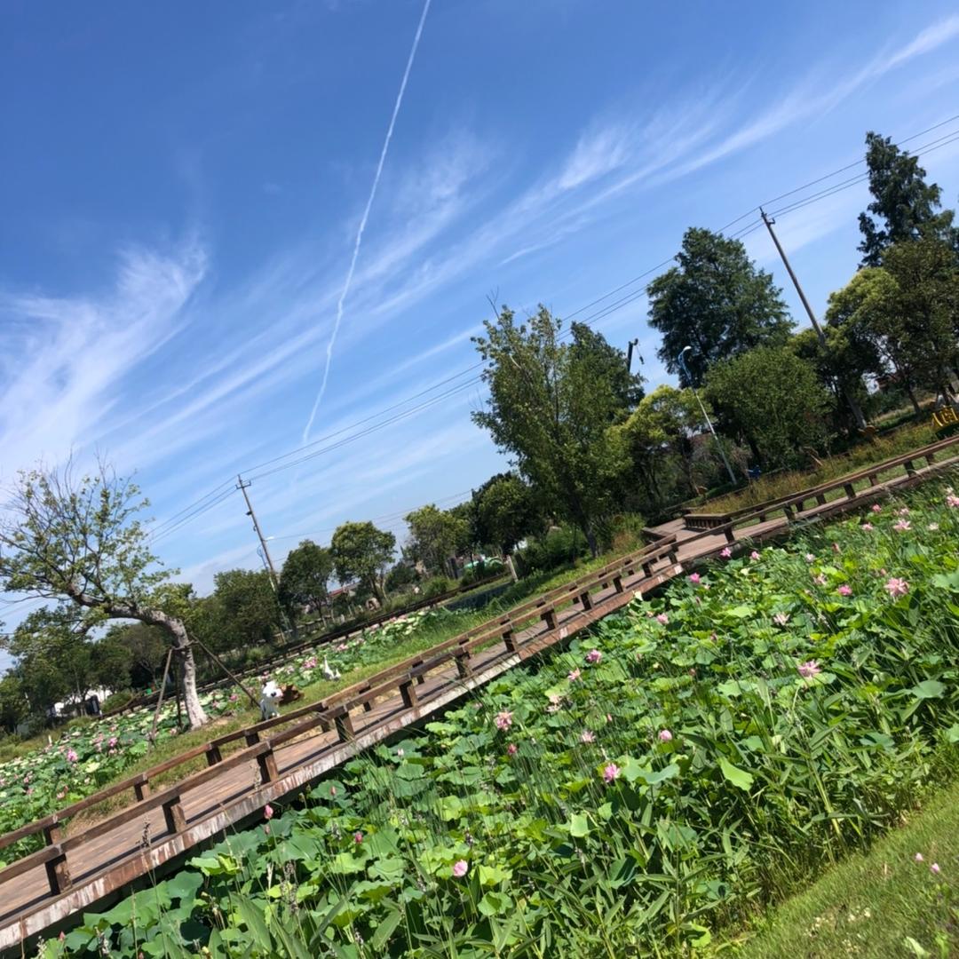 灰太狼