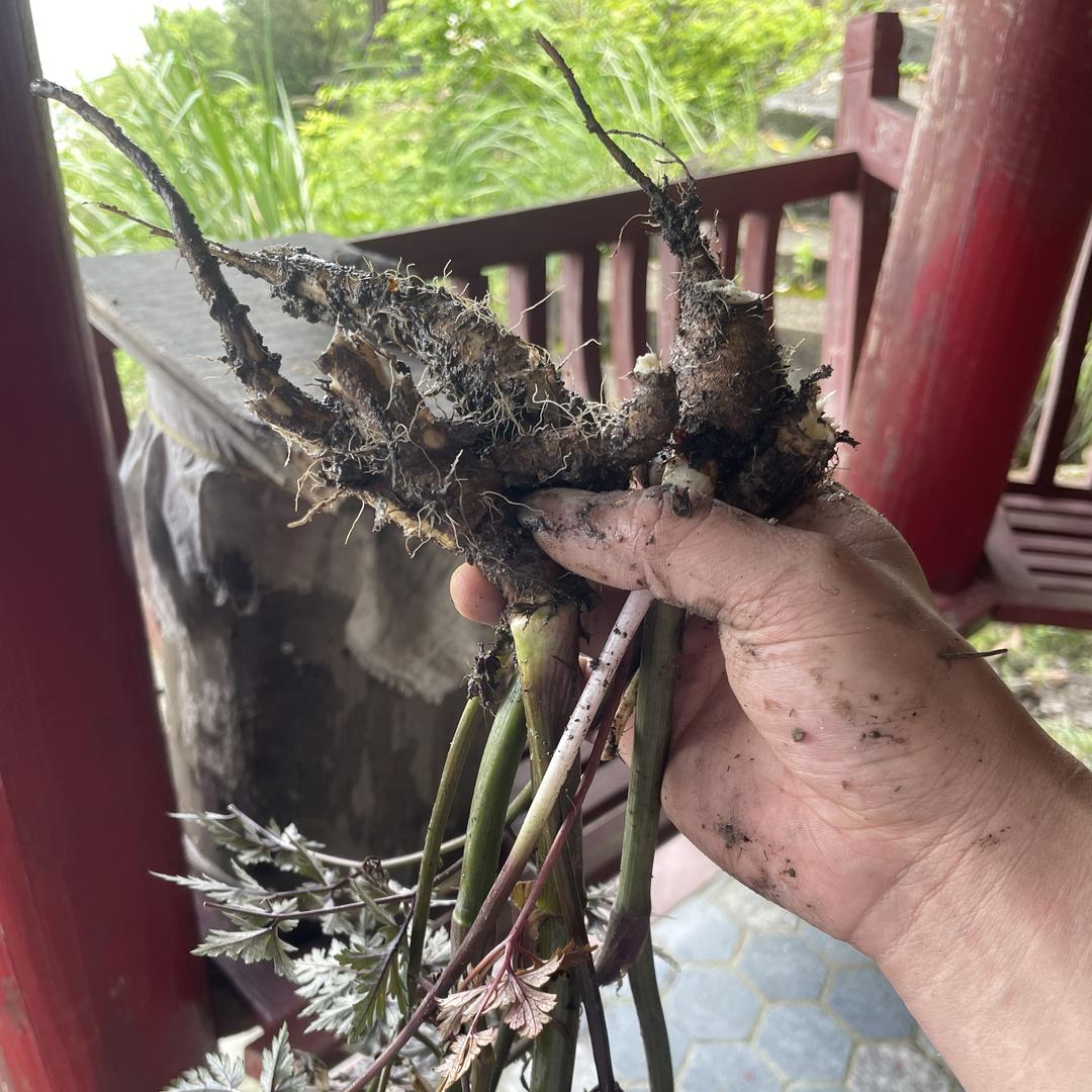 拾刻滋补专营店