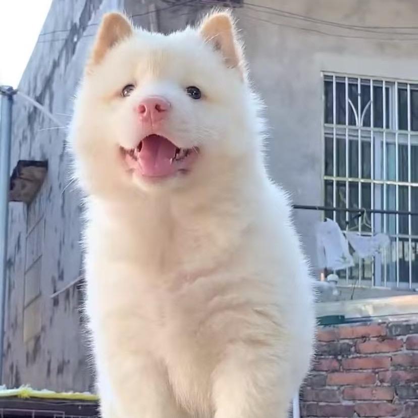 精品土松田园犬