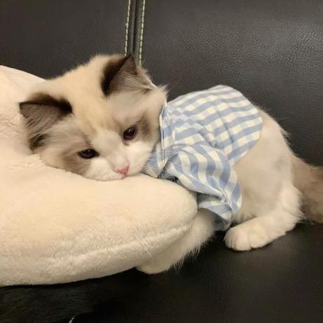 我好无语👾