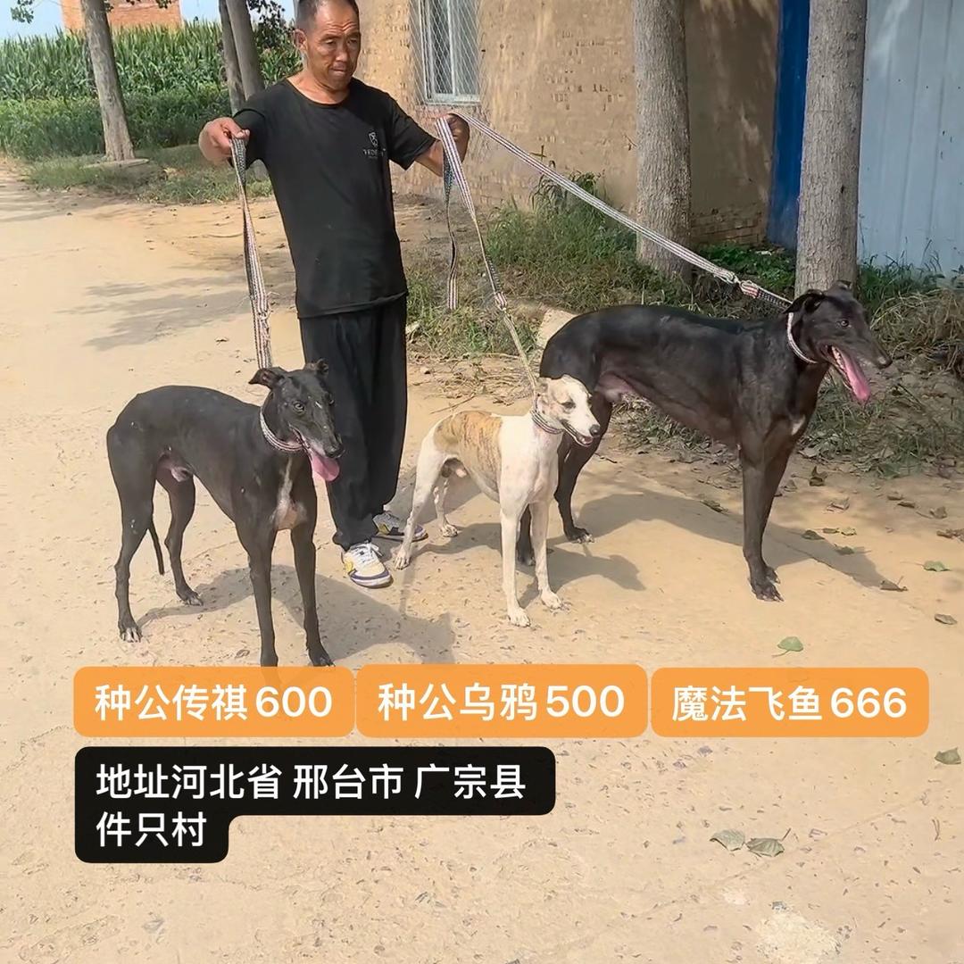 河北 阳哥犬业