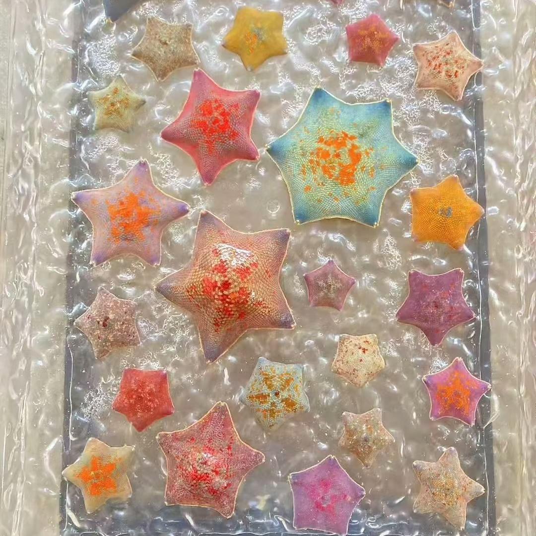 萌宠奇遇记