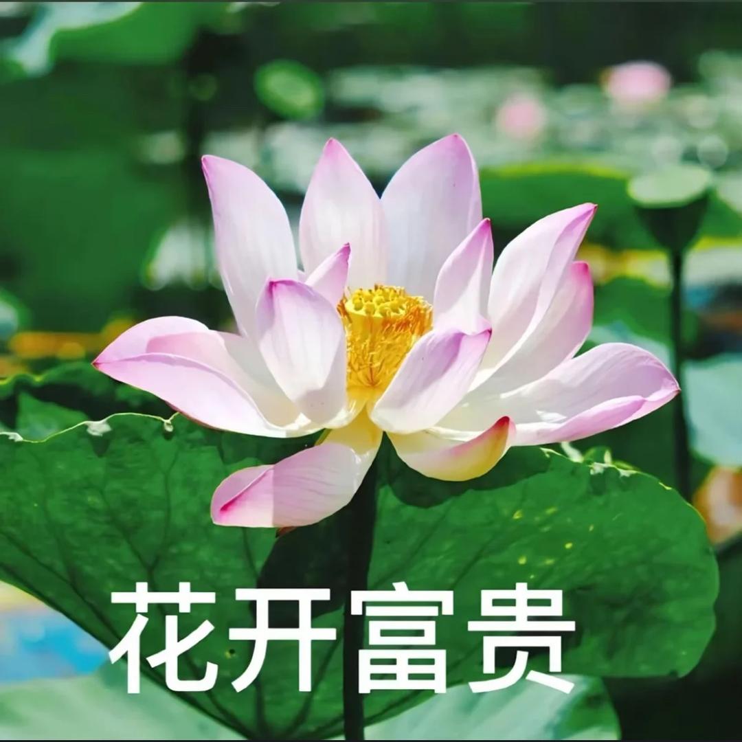 白美丽🍓