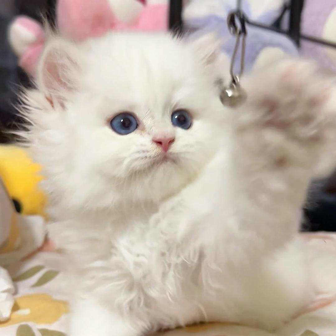 kk喵（小小丸子）